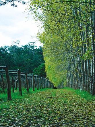 Hawke Brook Chalets Pemberton Zewnętrze zdjęcie